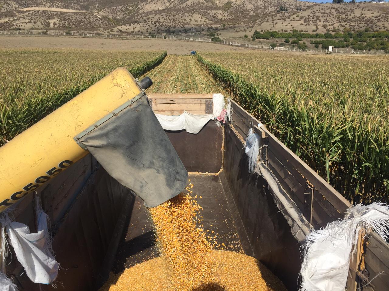 Кукуруза сбор урожая. Сбор кукурузы. Фото сбора кукурузы. Buta Agro Исмаиллы. Основной штат США по сбору кукурузы.